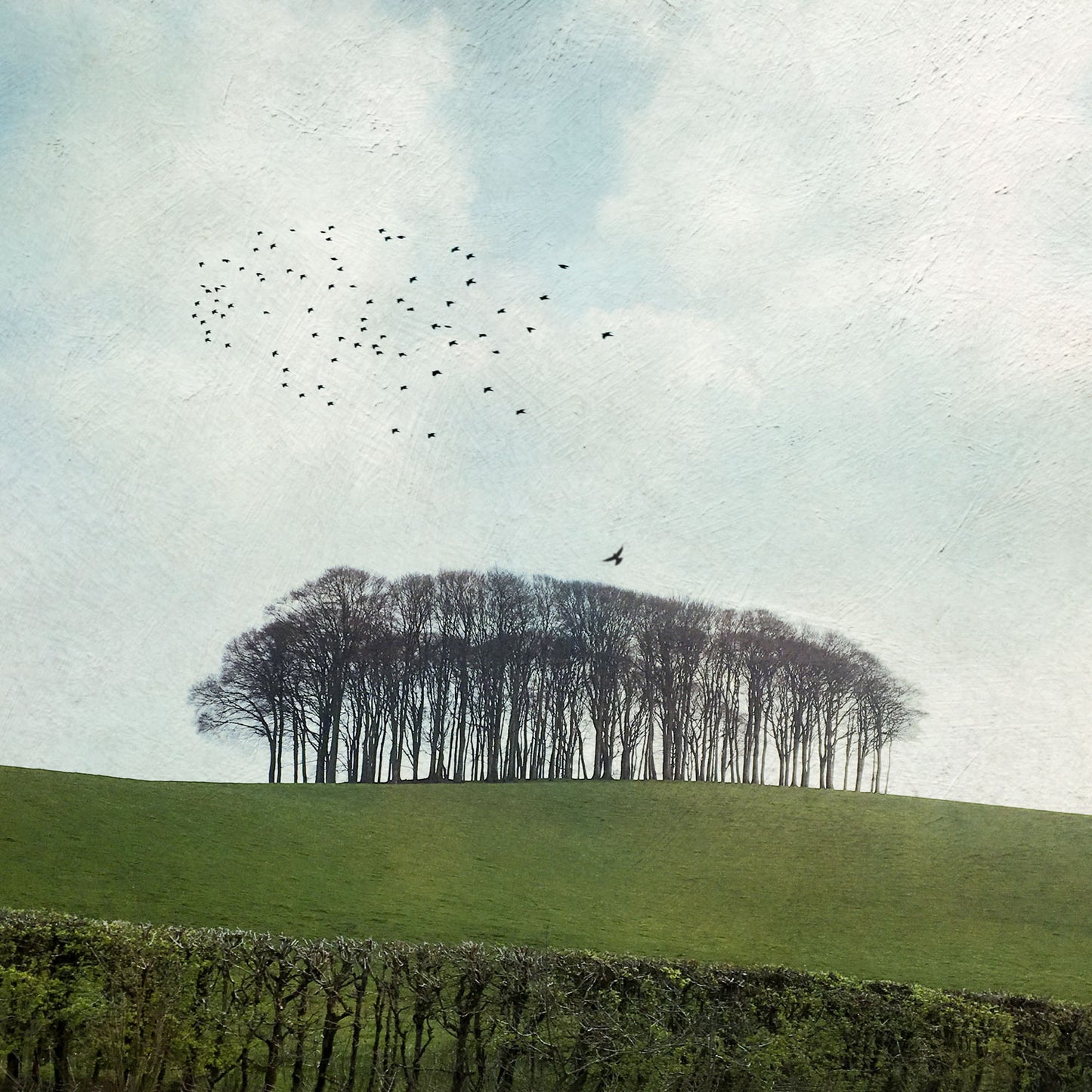 Cornwall Trees