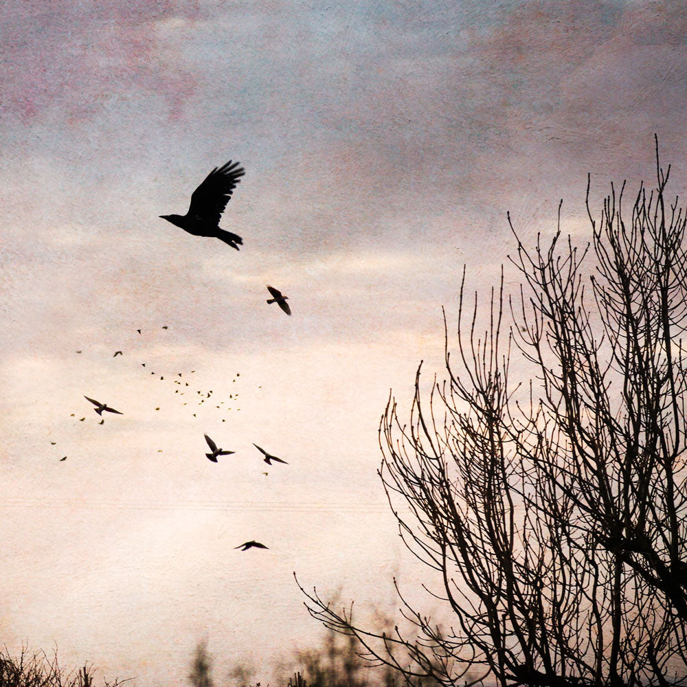 The Crows, Take Flight 2