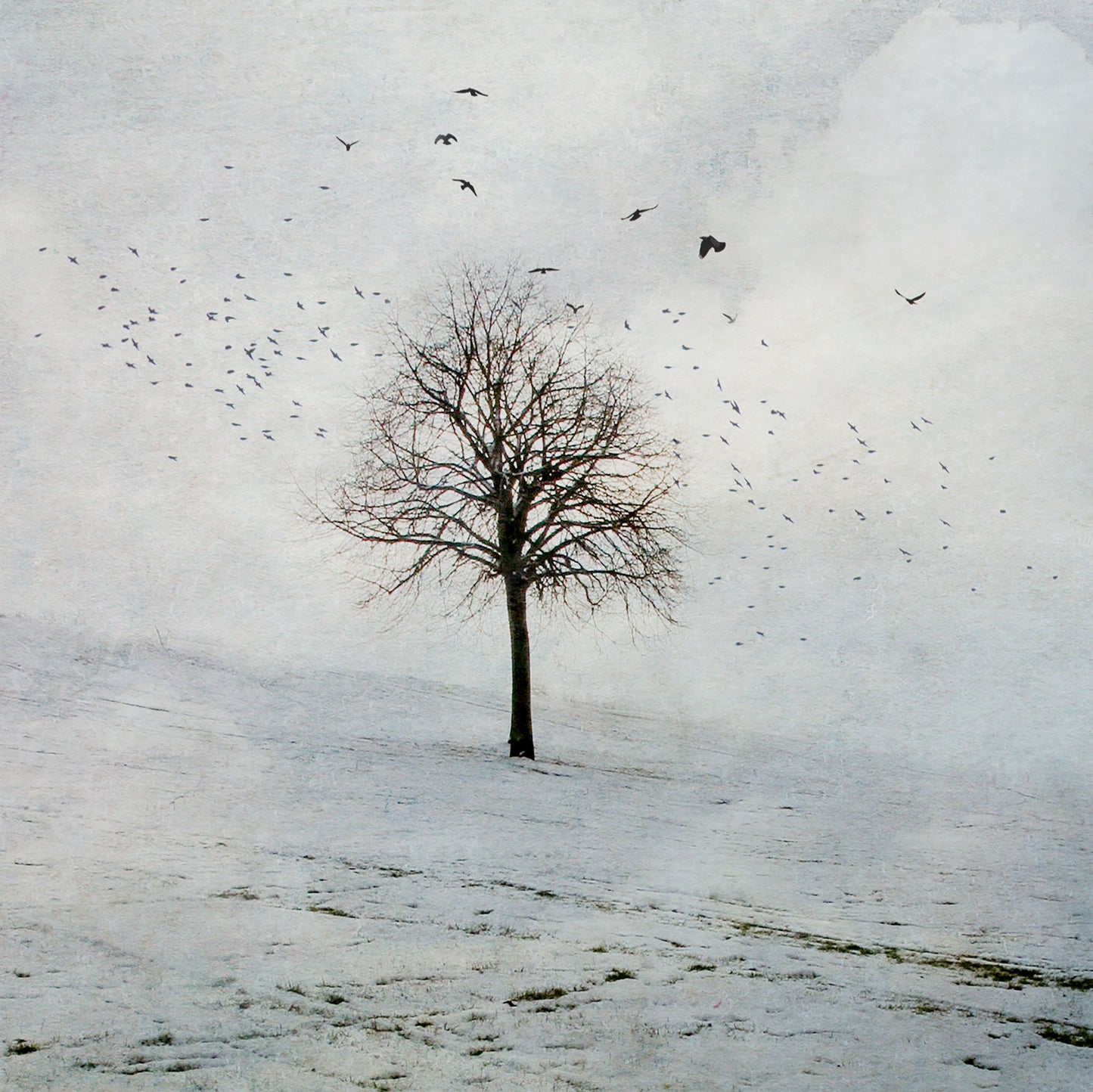 Winter Tree