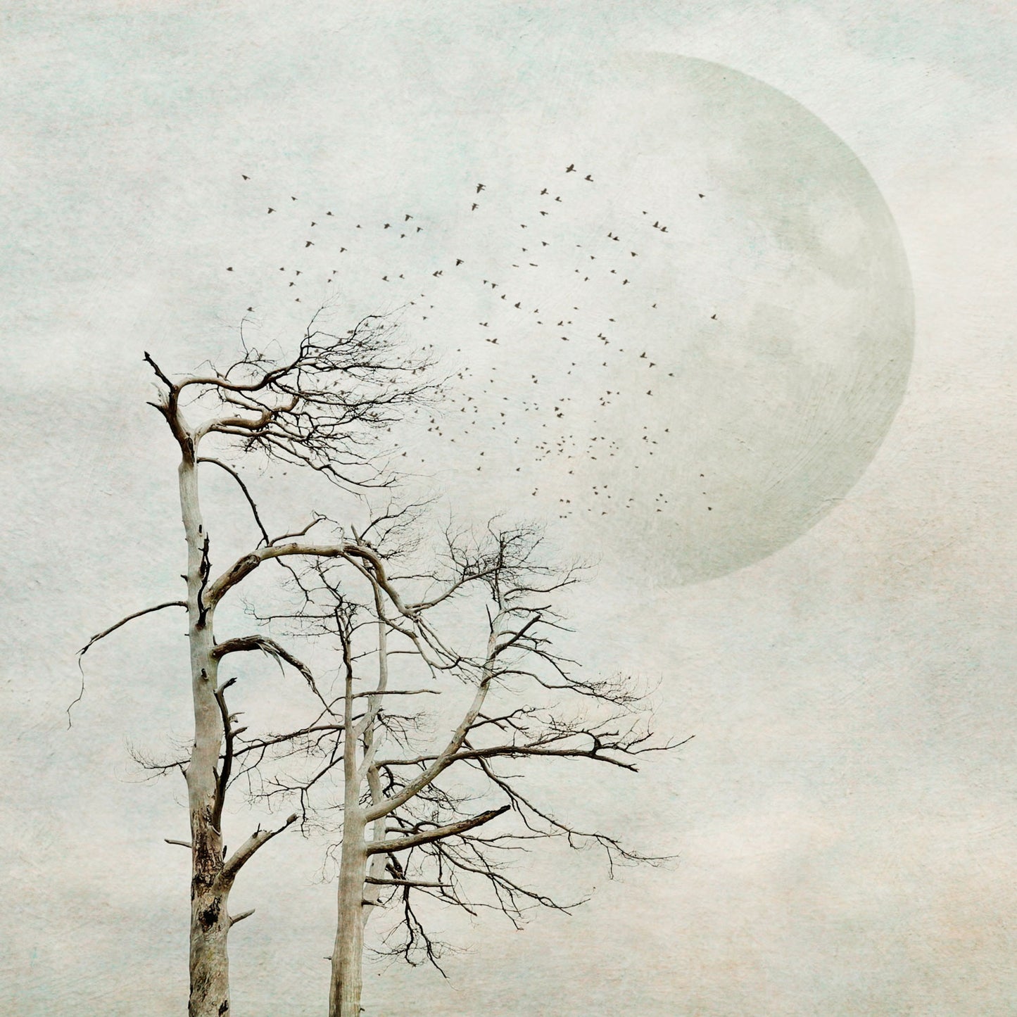 Winter Meditation 2