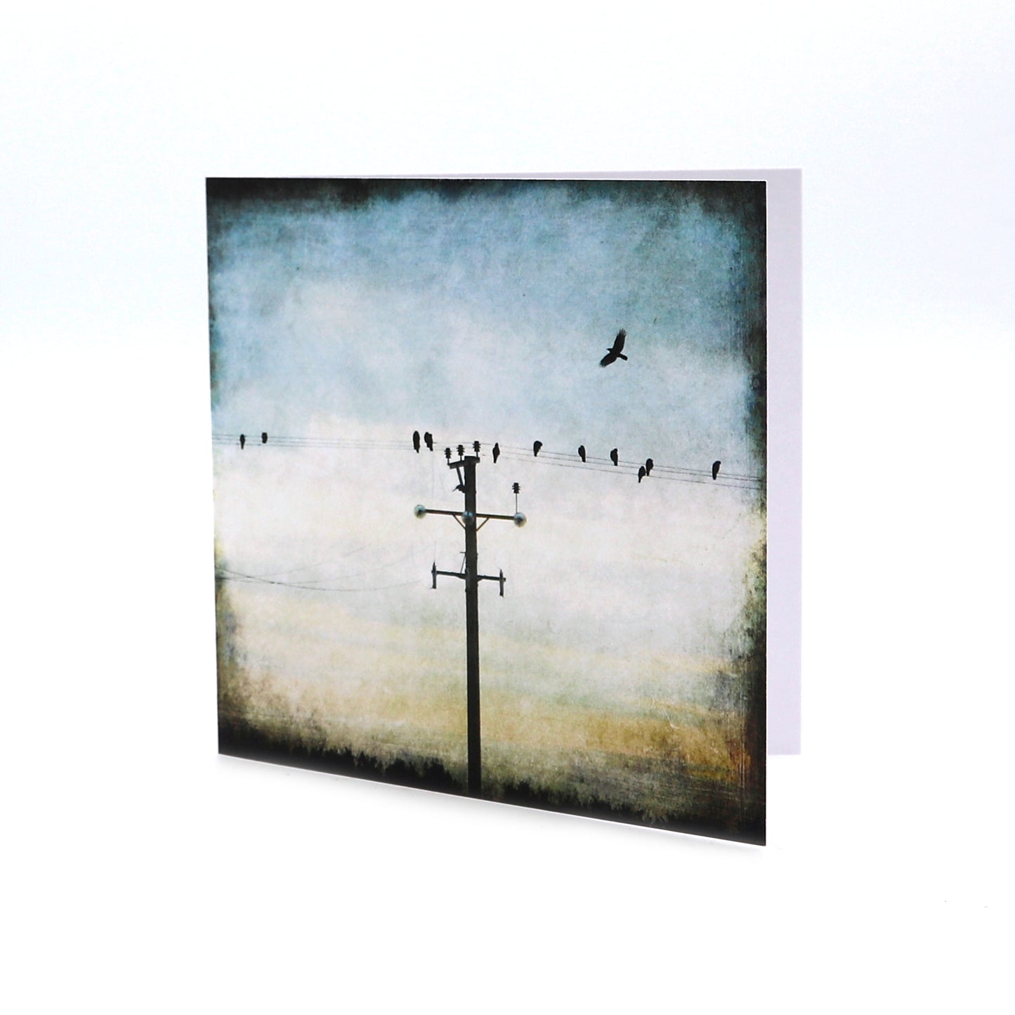 Single Cards - The Crows, Sundown